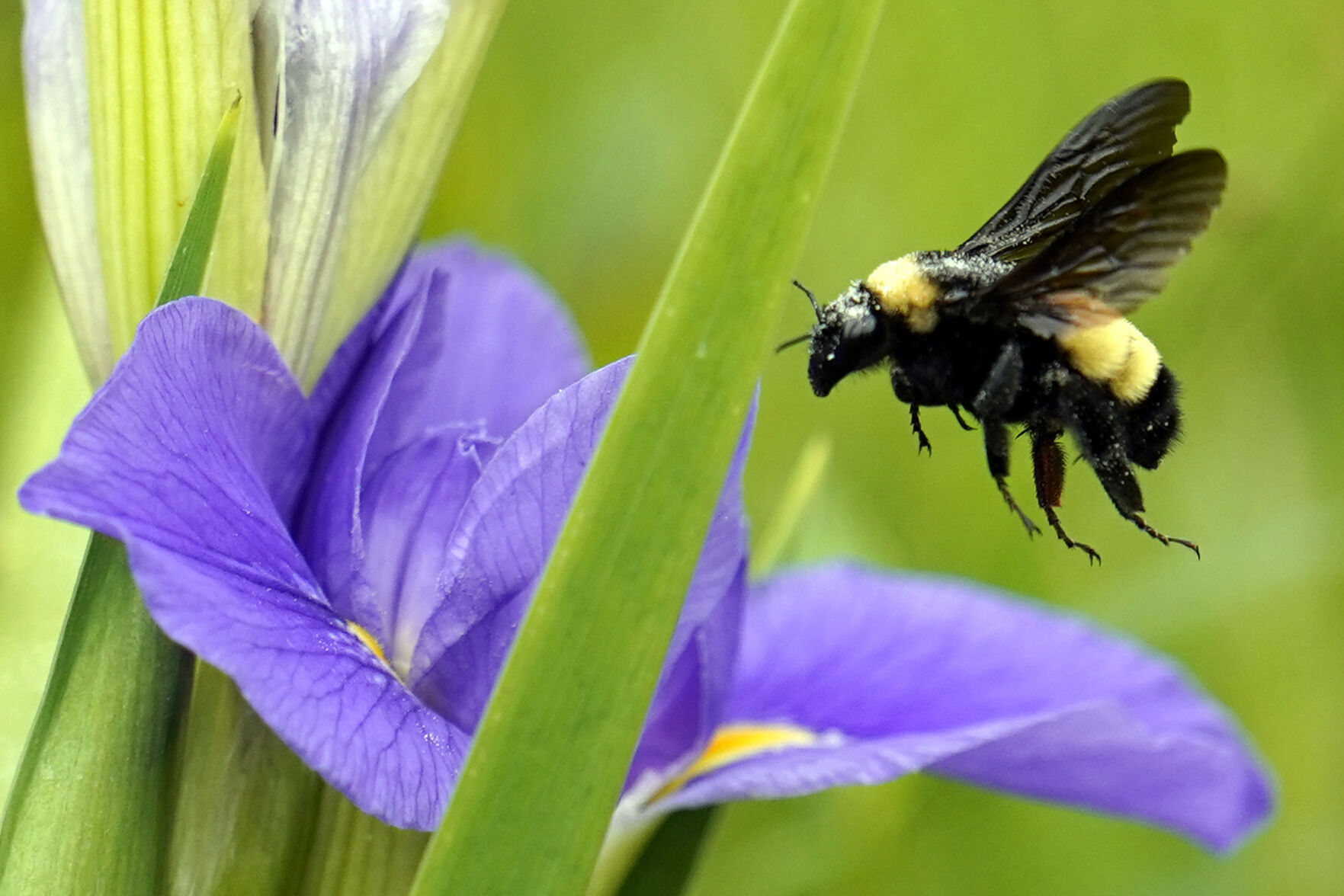 Bee